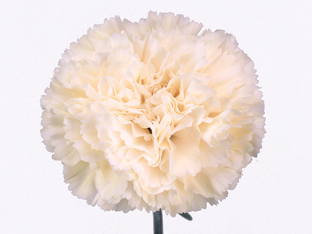 Гвоздика обыкновенная  "Norman"