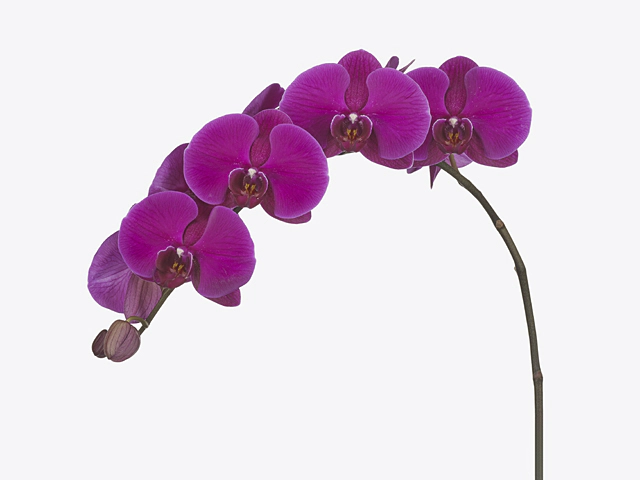 Phalaenopsis per flower Red Robe