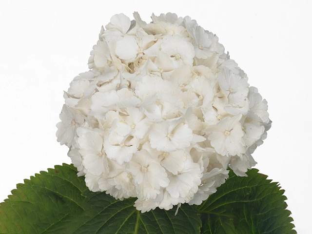 Hydrangea macrophylla 'White Pop'