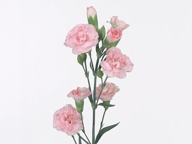 Гвоздика спрей "Promesa"