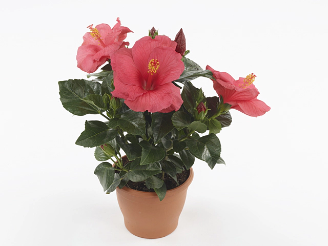 Hibiscus rosa-sinensis 'Kandy'