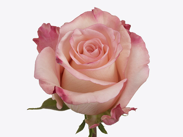 Rosa large flowered Rhoslyn