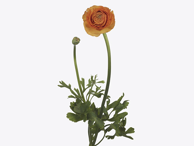 Ranunculus asiaticus 'Aazur Light Orange'