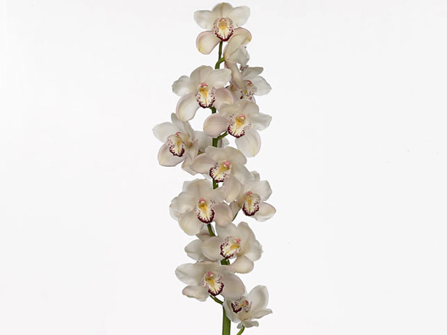 Цимбидиум крупноцветковый "Twinkling"