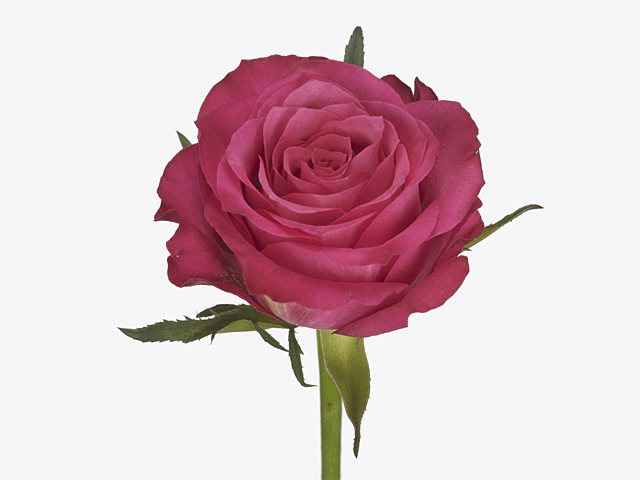 Роза крупноцветковая "Tatjana"