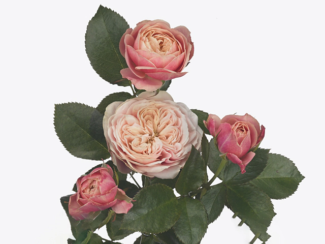 Роза спрей "Victorian Classic@"