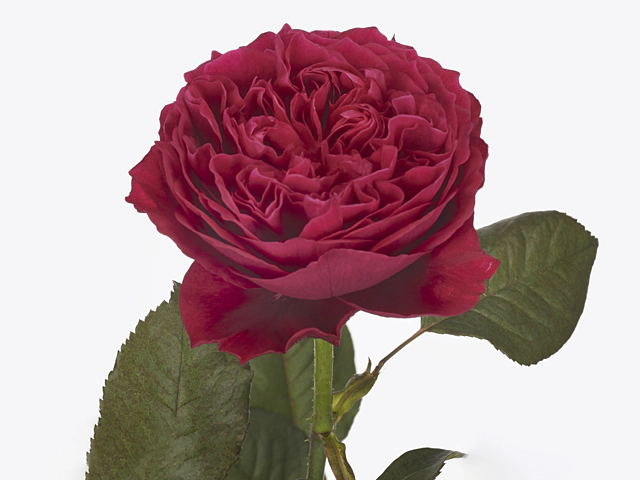 Роза крупноцветковая "St. James Park!"