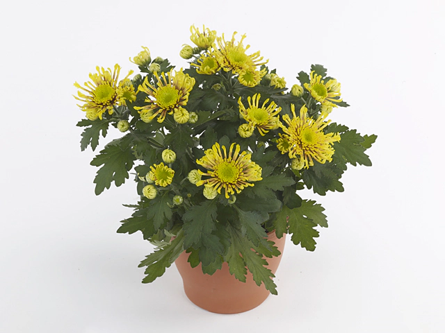 Chrysanthemum (Indicum Grp) Artistic Vincent