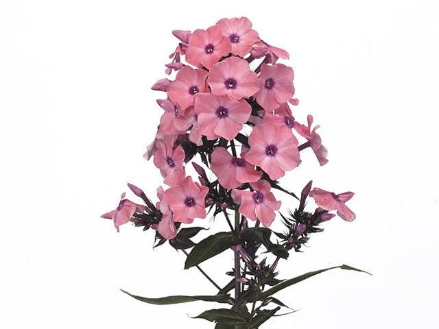 Phlox (Paniculata Grp) Sweet Summer Dream