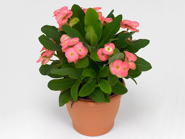 Euphorbia (Milii Grp) 'Vesta'