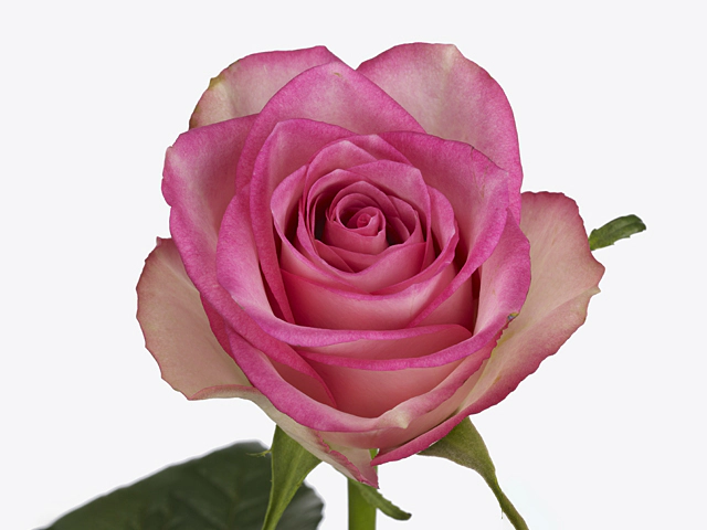 Роза крупноцветковая "Pink Swirl"