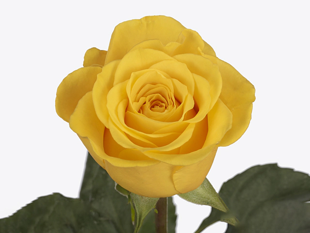 Роза крупноцветковая "Gemstone"