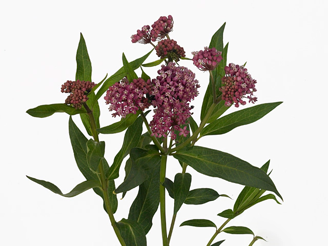 Asclepias incarnata