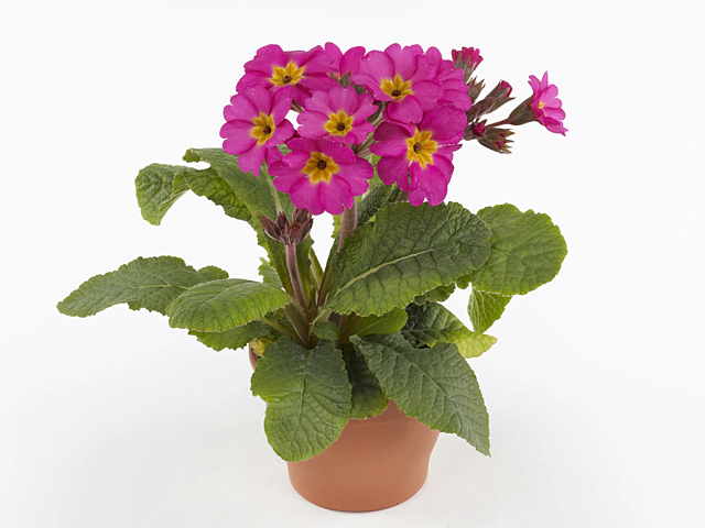 Primula (Elatior Grp) 'Sibel Rosa'