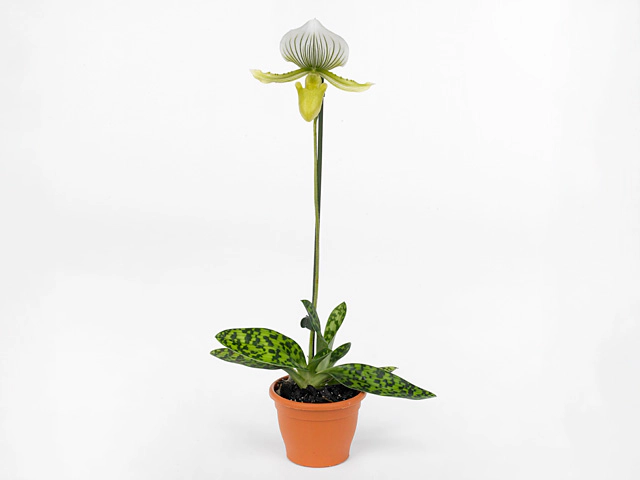 Paphiopedilum x maudiae 'Femma'