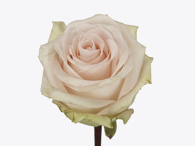Роза крупноцветковая "Pink Spring"