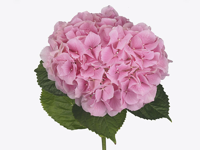 Hydrangea macrophylla Royal Benefit (rose)