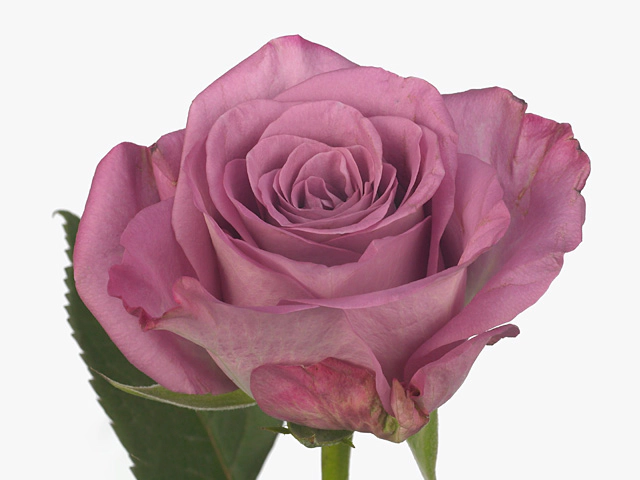Роза крупноцветковая "Tanzanite!"