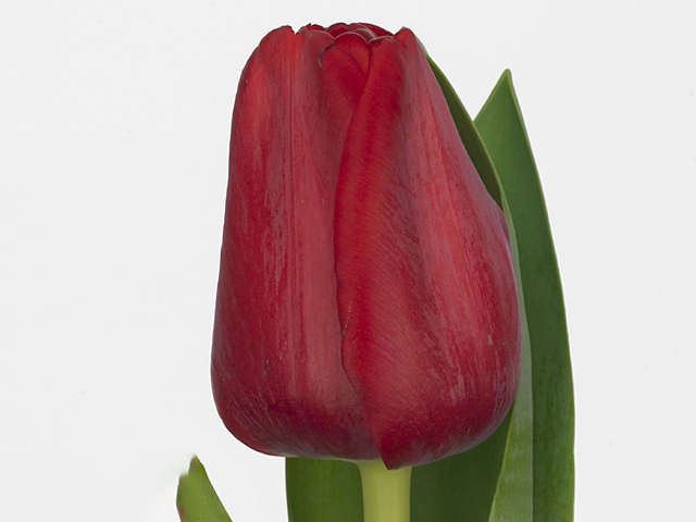 Тюльпан Триумф "Red Planet"