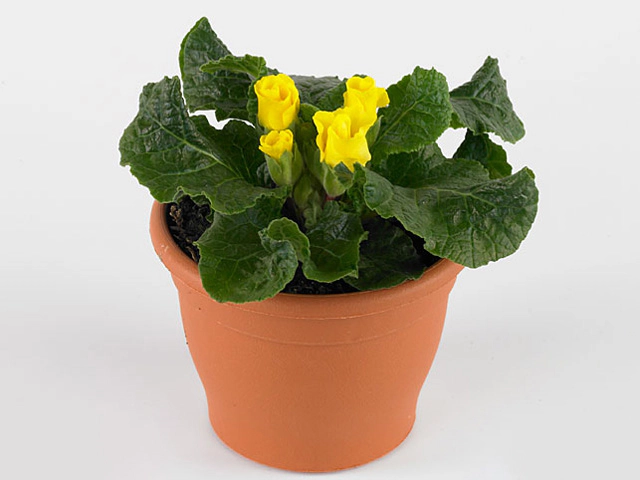 Primula (Acaulis Grp) Primasan Yellow