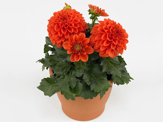 Dahlia (Ball Grp) Dalina Midi Pinta