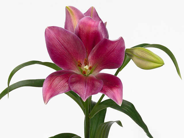 Lilium (LO-hybrids Grp) 'El Condor'