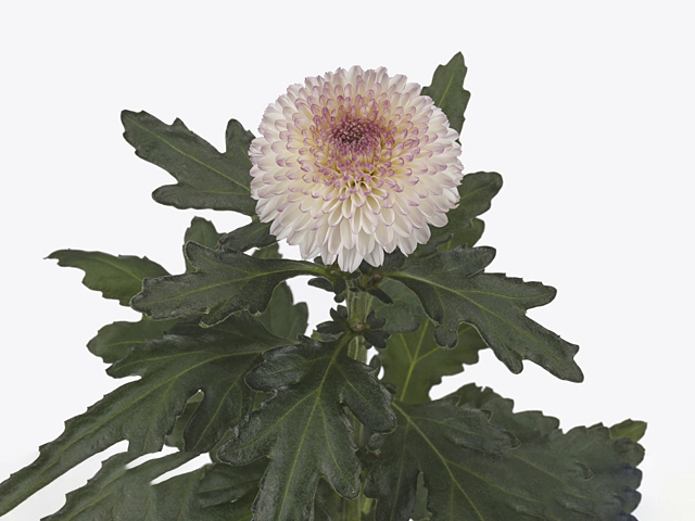 Chrysanthemum (Indicum Grp) disbudded Abbey