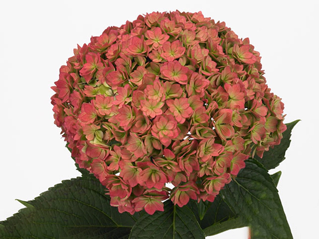Hydrangea macrophylla You & Me Together (classic)