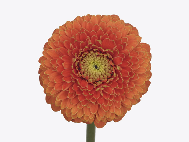 Gerbera mini globose Bolero MaraMara