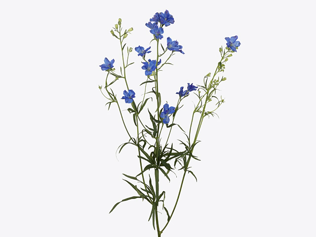 Delphinium single flowered grandiflorum 'Energy Blue'