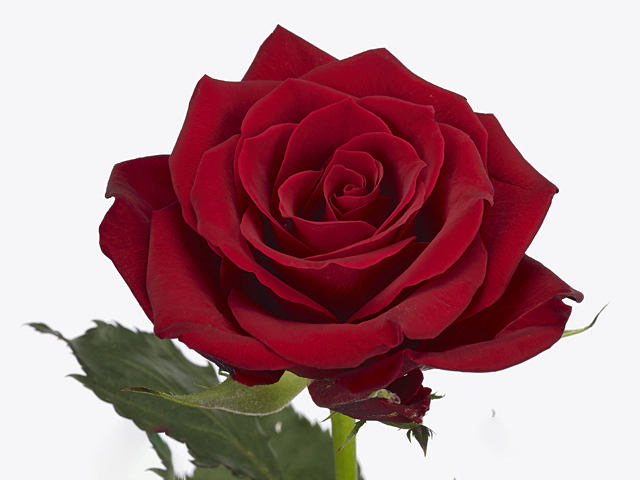 Роза крупноцветковая "Red Dragon"