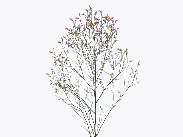 Limonium sinense Anouchka Diamond