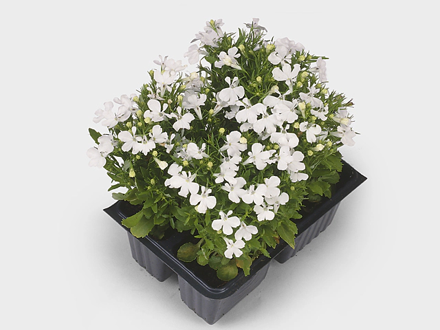 Lobelia erinus (Compacta Grp) (white)