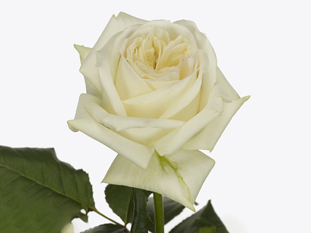 Rosa large flowered Blanche Elegance
