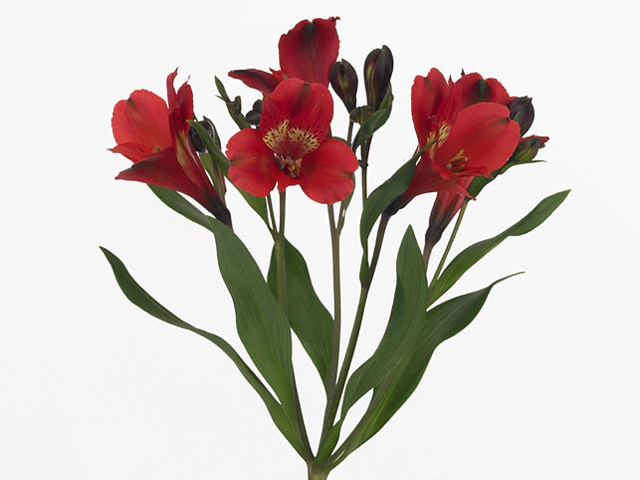 Альстремерия "Simply Red"