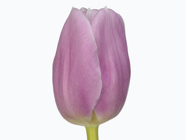 Tulipa (Triumph Grp) 'Fren'