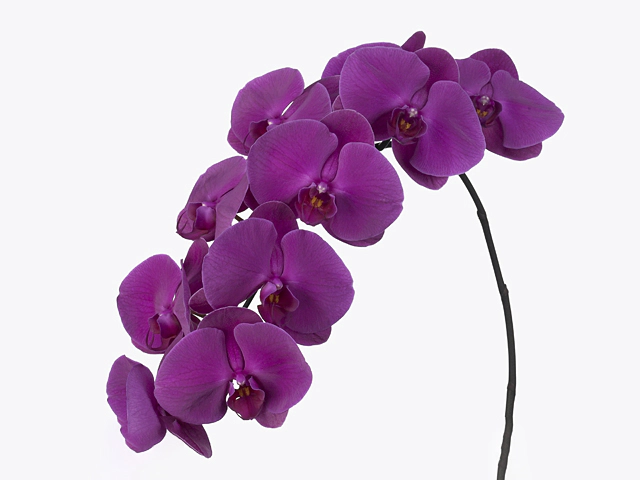 Phalaenopsis per branch Purple Passion