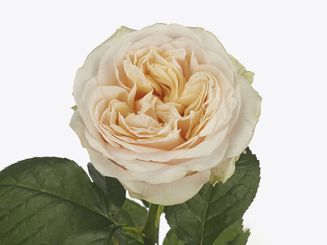 Роза крупноцветковая "Amber Sun"