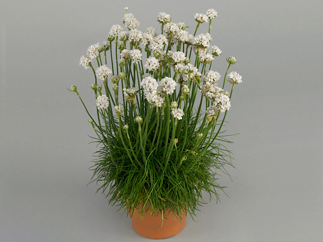 Armeria maritima 'Armada White'