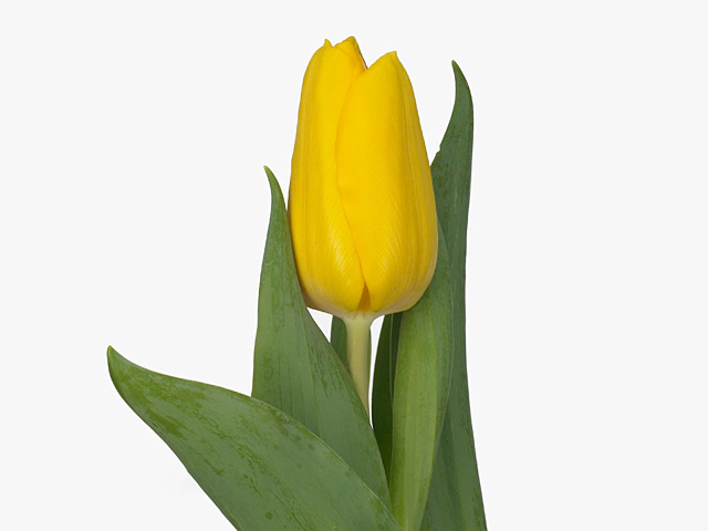 Тюльпан Триумф "Bright Sun"