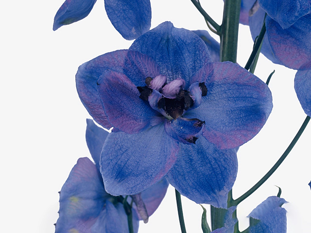 Delphinium (Elatum Grp) double flowered 'Blue Max Arrow'