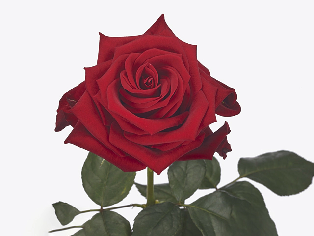 Роза крупноцветковая "Velours!"
