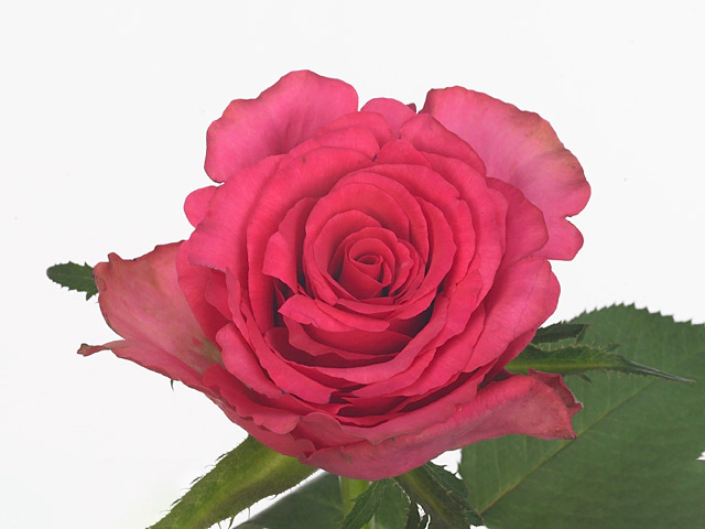 Роза крупноцветковая "Merlin"