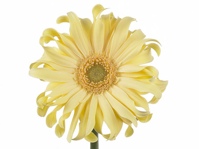 Gerbera large flowered curl-shaped 'Pasta'