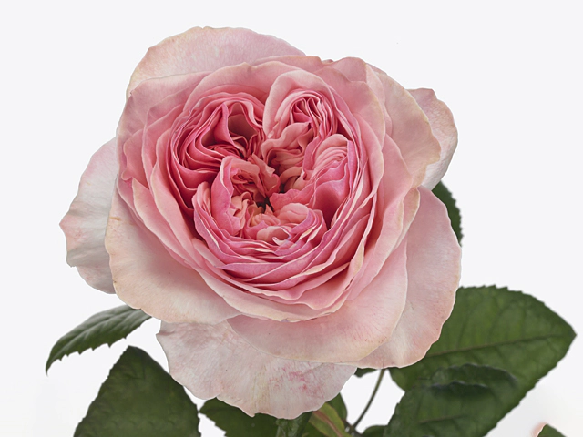 Rosa large flowered Victorian Pink@