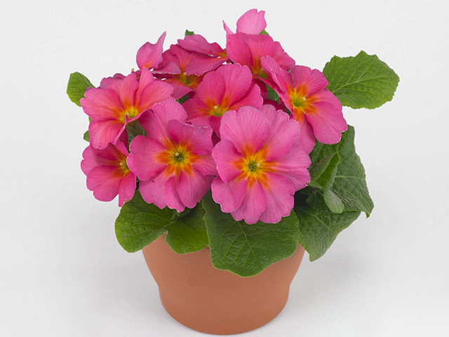 Примула Акаулис "Delia Lachsrot"