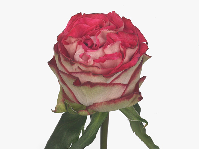 Роза крупноцветковая "Letsparty!"