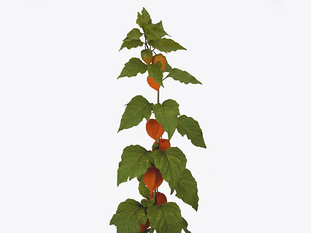 Physalis alkekengi