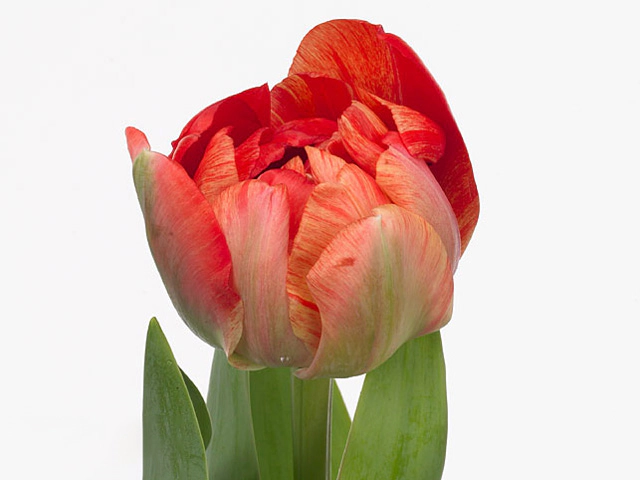 Тюльпан махровый поздний "Gudoshnik Double"