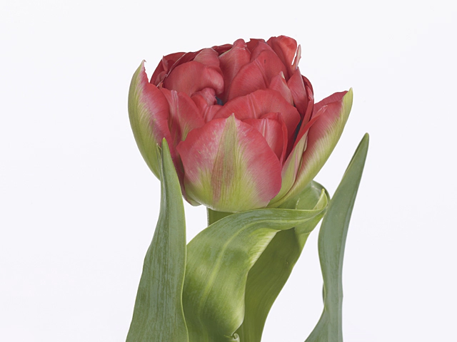 Tulipa (Double Late Grp) 'Ballgame'